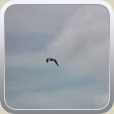A Gull in Flight